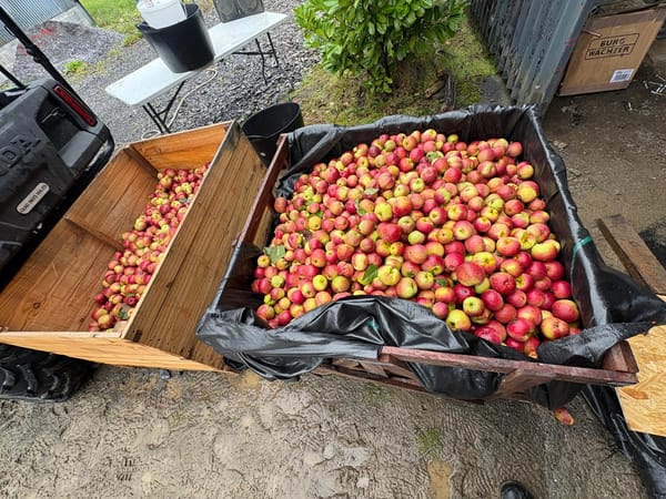 Large wooden crates overflowing with freshly gathered red and green apples at Brecon Oak boutique holiday accommodation in Carmarthenshire.