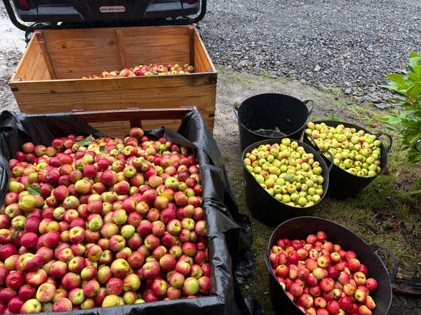 Orchard Harvest Experience at Brecon Oak