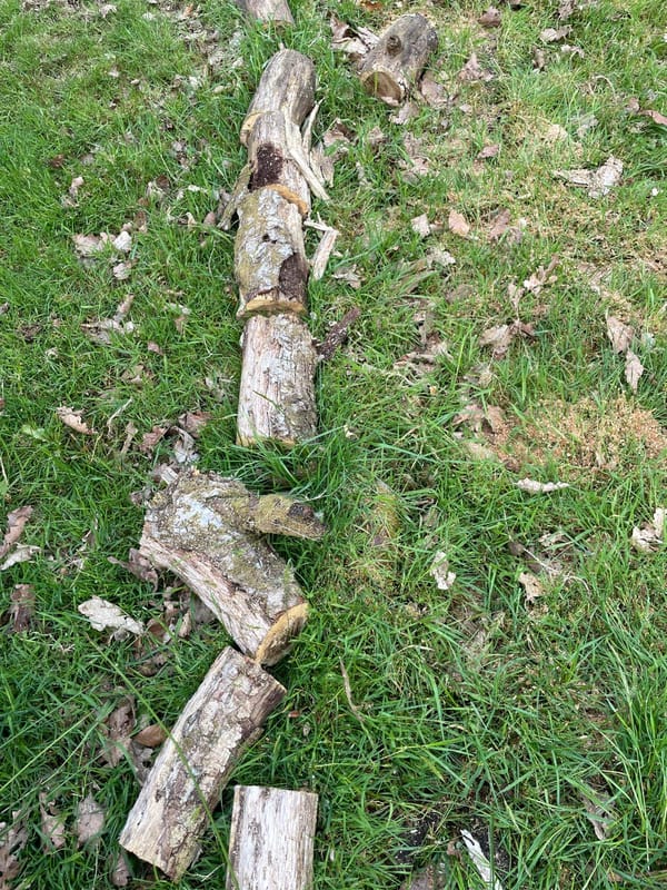 Fallen tree trunk extending from the forest edge across the green field