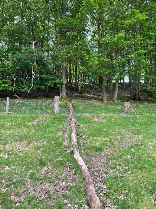 Long fallen tree trunk lying on pasture grass near woodland fencing
