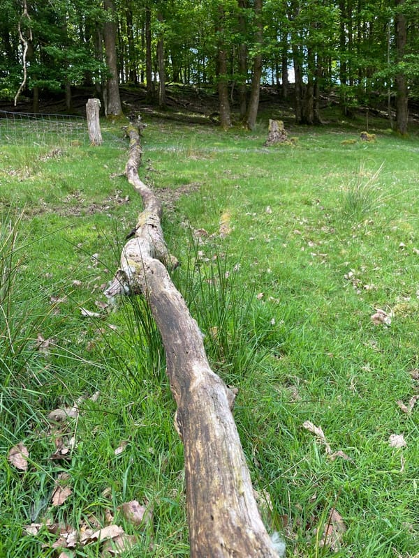 Chain-sawn timber logs positioned along the field boundary line